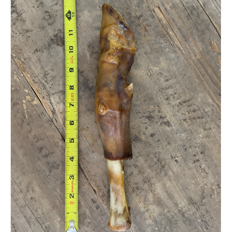 Water Buffalo Trotter