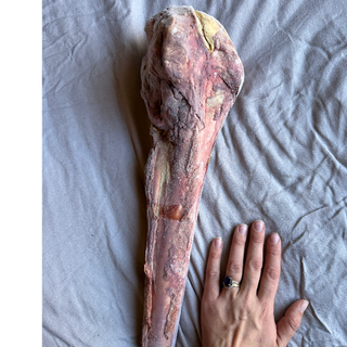 Ostrich Femur