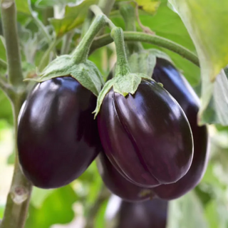 Eggplant