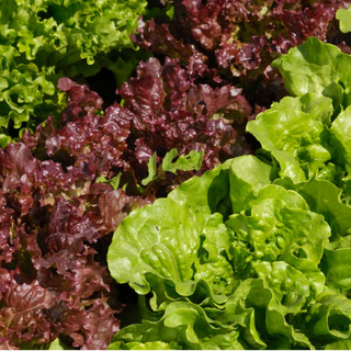Round Simply Salad Mix (Red/Green Lettuce)