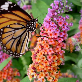 Butterfly Bush (full sun/ Rabbit resistant/ attracts butterflies and hummingbirds)