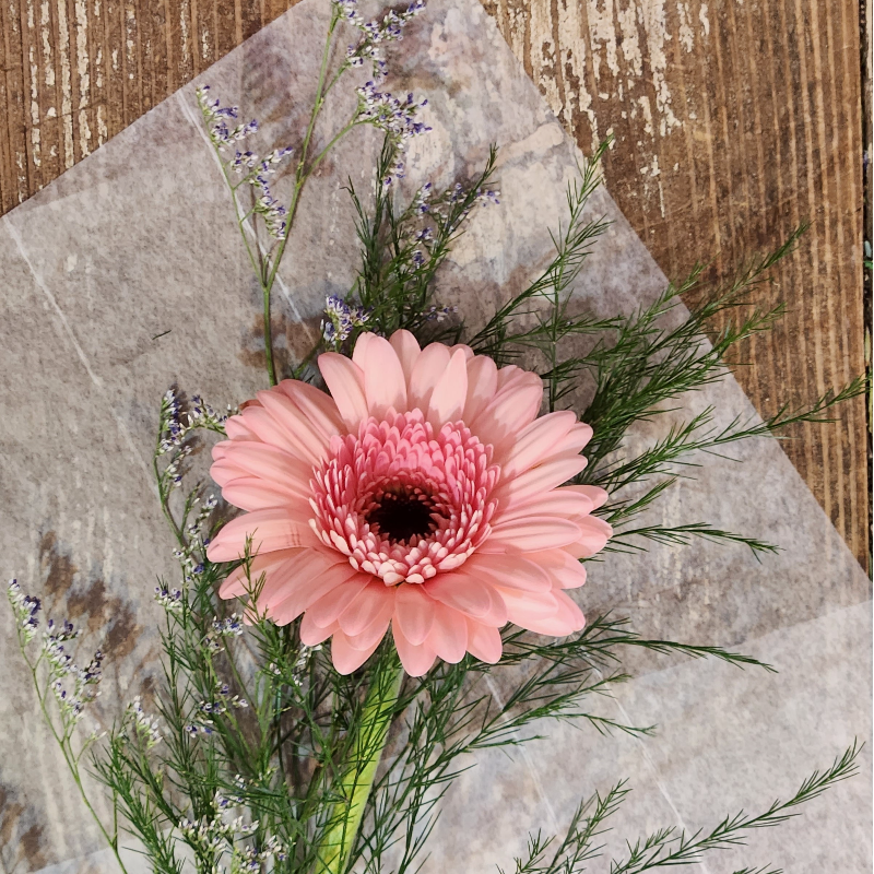 Single Gerbera  Daisy Main Image