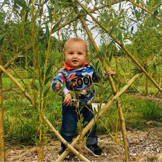 Living Willow Structures