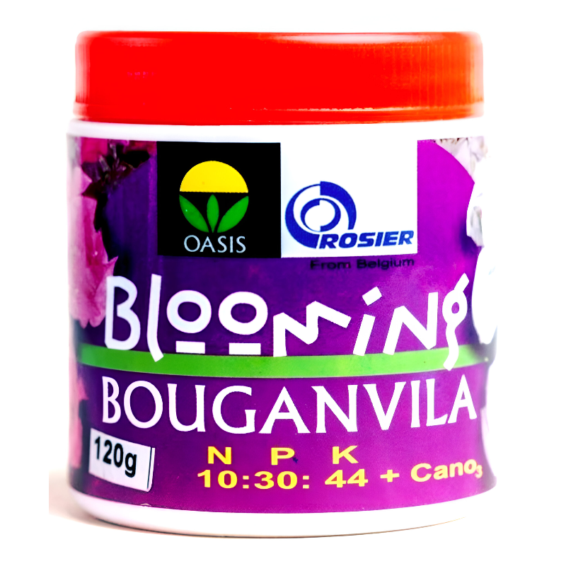 Blooming Bouganvila | බ්ලුමින්ග් බෝගන්විලා