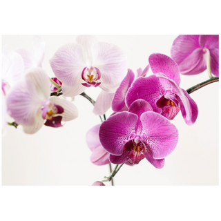 Orchid Extra | ඕකිඩ් එක්ස්ට්‍රා