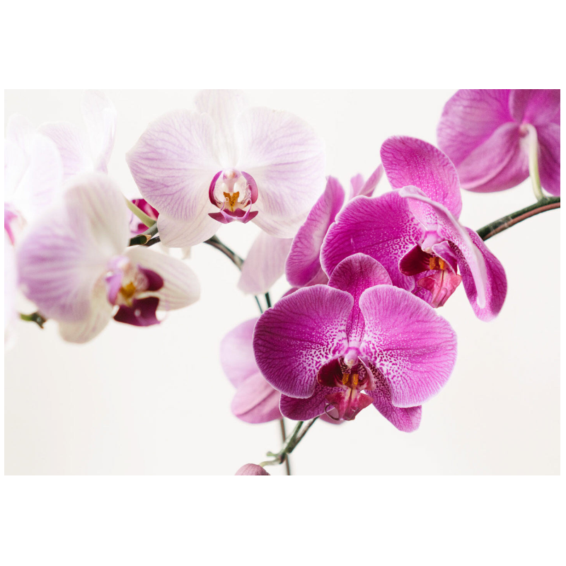 Orchid Extra | ඕකිඩ් එක්ස්ට්‍රා