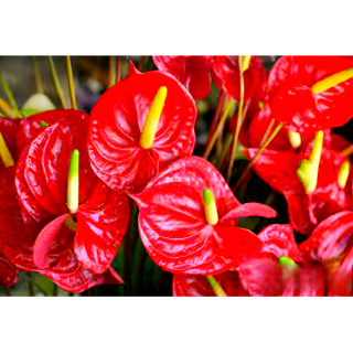 Anthurium Extra | අන්තුරියම් එක්ස්ට්‍රා 