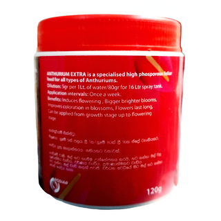 Anthurium Extra | අන්තුරියම් එක්ස්ට්‍රා 