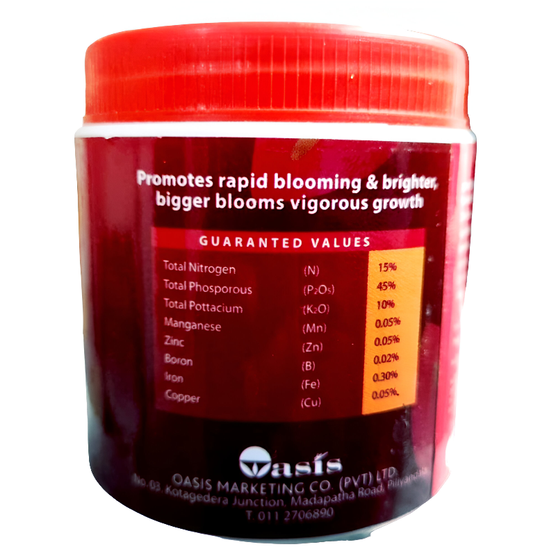 Anthurium Extra | අන්තුරියම් එක්ස්ට්‍රා 