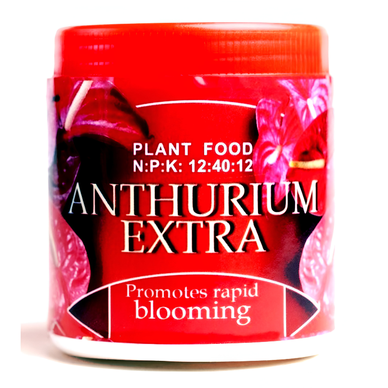 Anthurium Extra | අන්තුරියම් එක්ස්ට්‍රා 