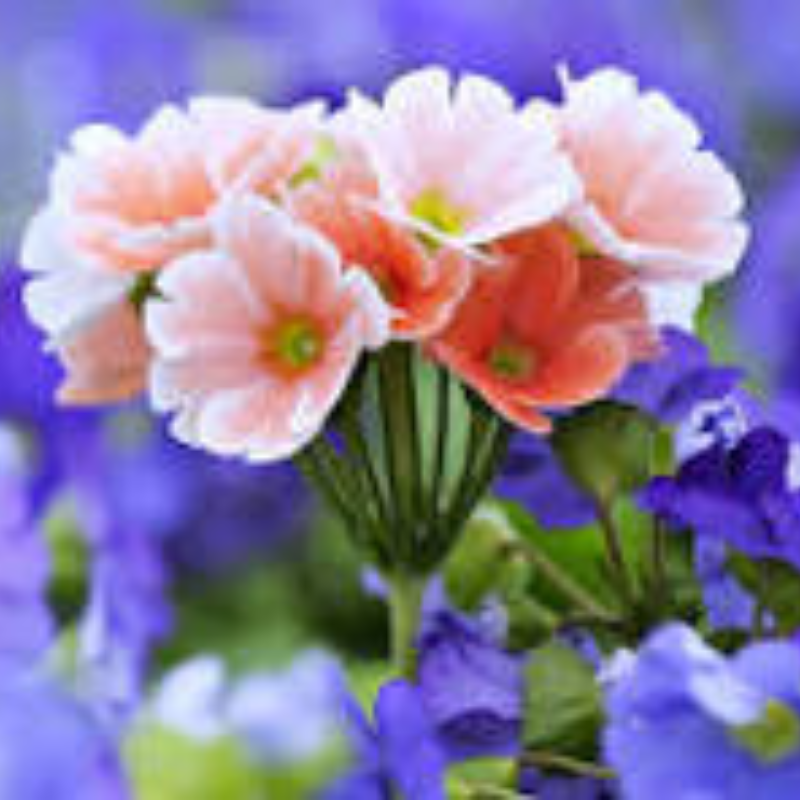 Rosier Bloom | රෝසියර් බ්ලූම්