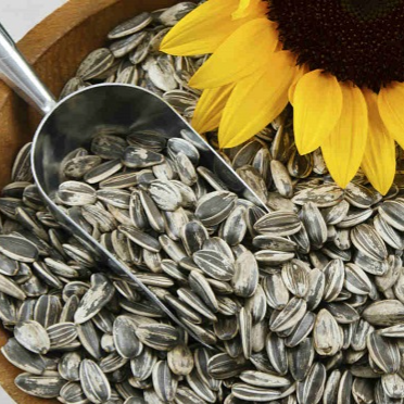 Semilla de Girasol