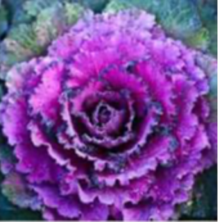 Kale- purple, white, peacock or redbor