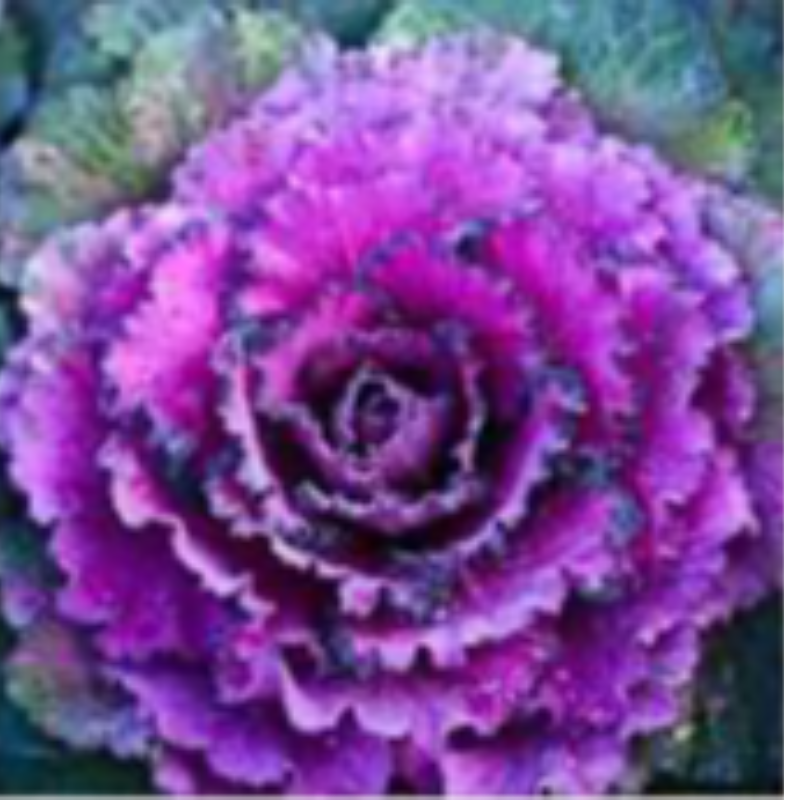 Kale- purple, white, peacock or redbor