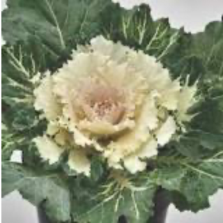 Cabbage- purple or white