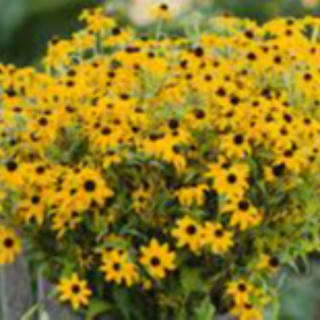 Black eyed Susans