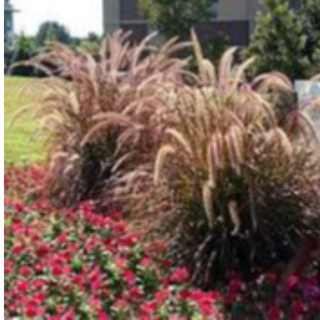 9" Purple Fountain Grass