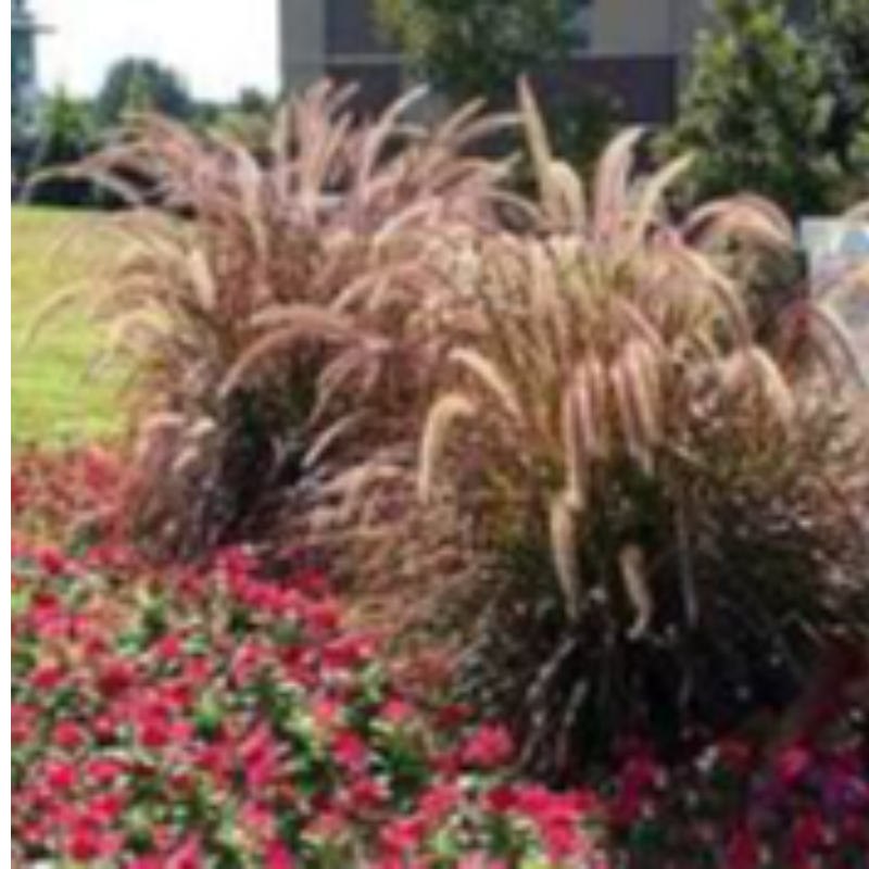 9" Purple Fountain Grass