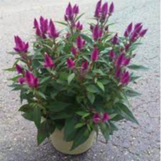 8" Celosia Intenz