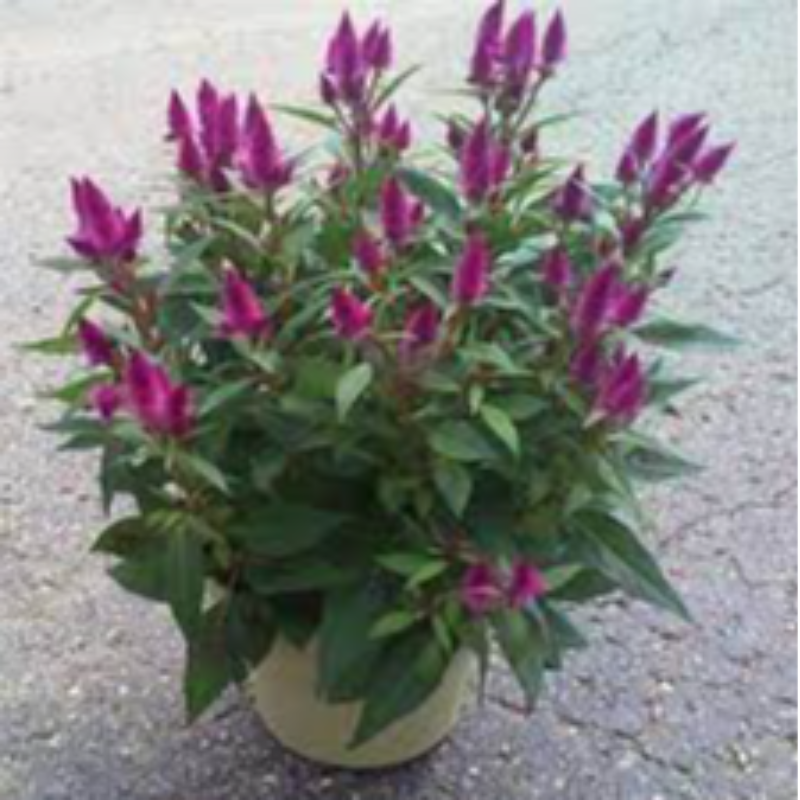 8" Celosia Intenz