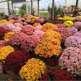 9" Pot Garden Mums- choose your colors