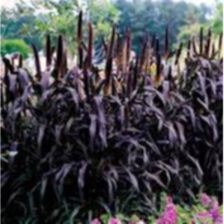 Millet Ornamental (purple Baron Grows 2-3" tall)