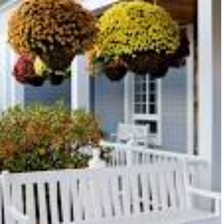 Hanging Basket of Mums (assorted colors)