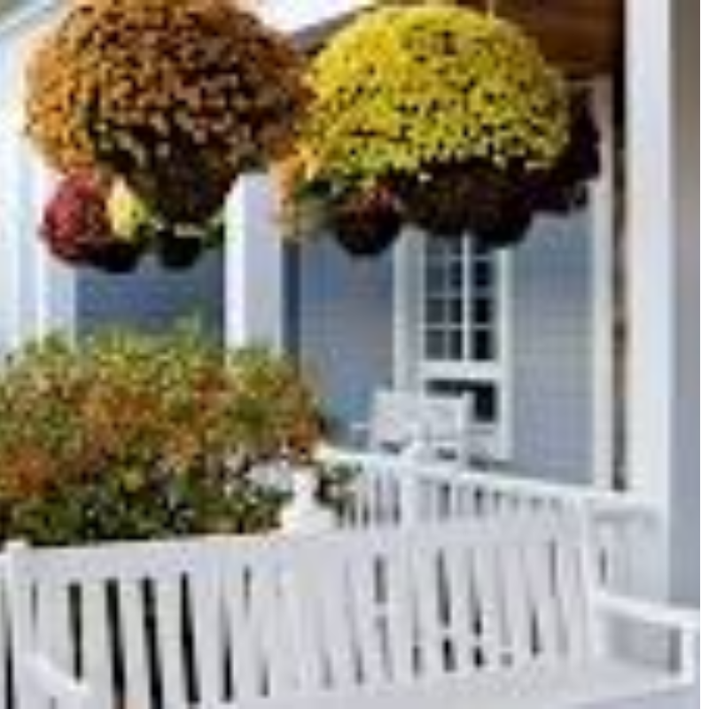 Hanging Basket of Mums (assorted colors)