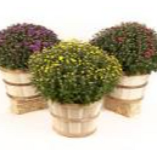 Bushel Basket of Mums- mixed colors