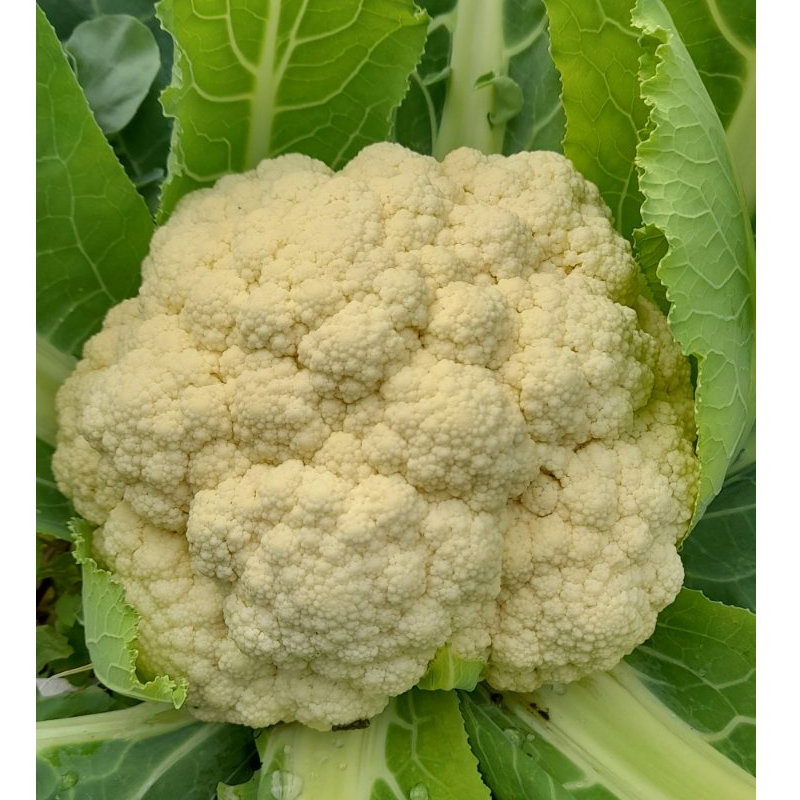 Κουνουπίδι - Cauliflower  Main Image