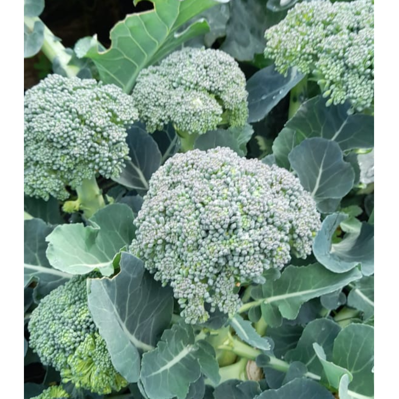 Μπρόκολο Κεφαλές - Broccoli Heads  Main Image