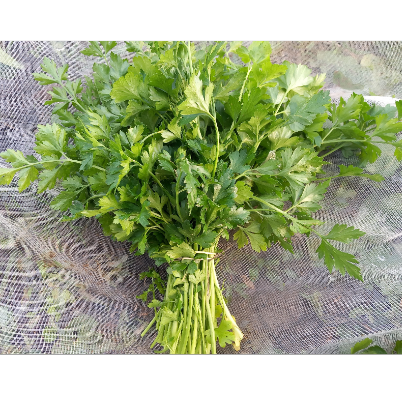 Μαϊντανό - Parsley Main Image