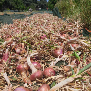 Κρεμμύδι - Onion / 2kg