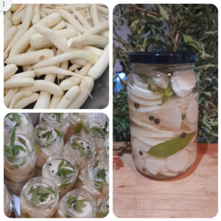  Ραπανάκι Nταϊκον Τουρσί - Pickled  Daikon Radishe / 500gr 