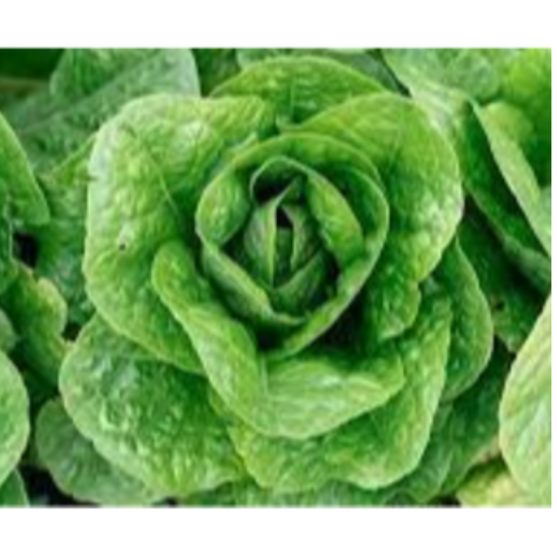 Μαρούλι - Lettuce head Main Image