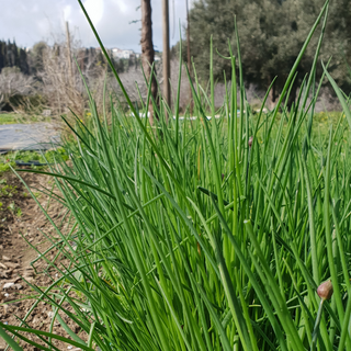 Σχινόπρασο - Chives