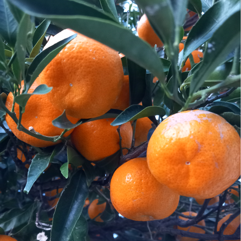  Μανταρίνια - Mandarins Main Image