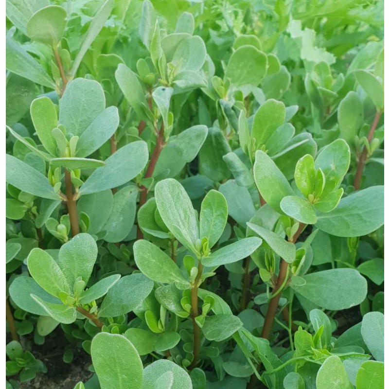 Γλιστρίδα - Purslane Main Image