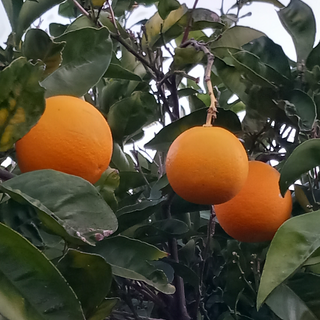  Πορτοκάλια Βαλέντσια - Oranges Valencia 