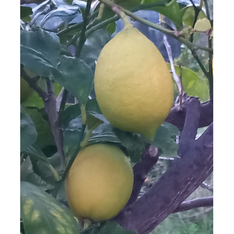  Λεμόνια - Lemons Main Image