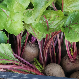 Παντζάρι - Beetroot - 1kg