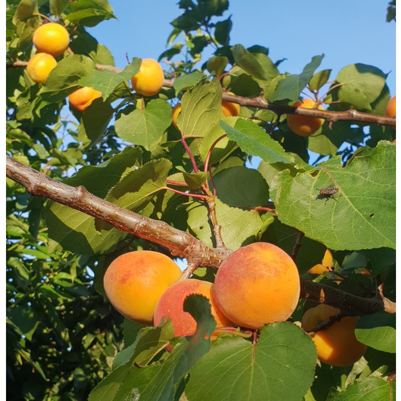 Βερίκοκα - Apricot Main Image