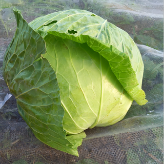 Λάχανο / Cabbage