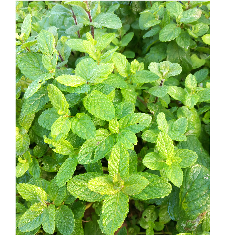 Δυόσμος ματσ. / Spearmint bunch Main Image