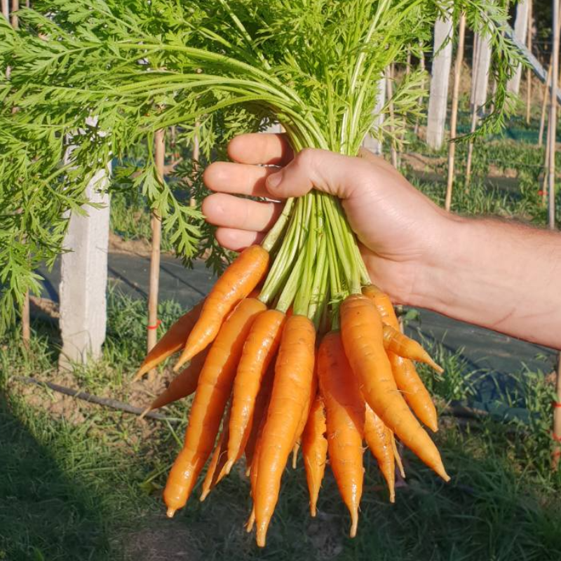 Carrots Long - Bunch Main Image