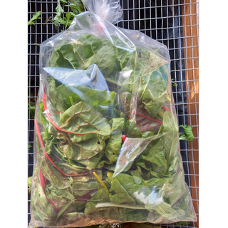 Σέσκουλo Τρίχρωμο - Chard Tricolore / 300gr