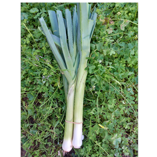 Πράσσο ματσ. - Leeks bunch