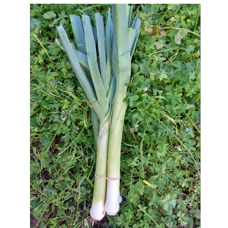 Πράσσο ματσ. - Leeks bunch Main Image