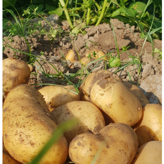Πατάτα - Potato / 3kg