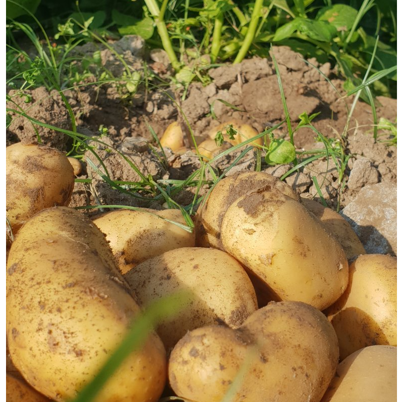 Πατάτα - Potato / 3kg